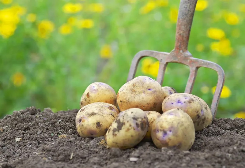 Så mycket potatis går det åt per person