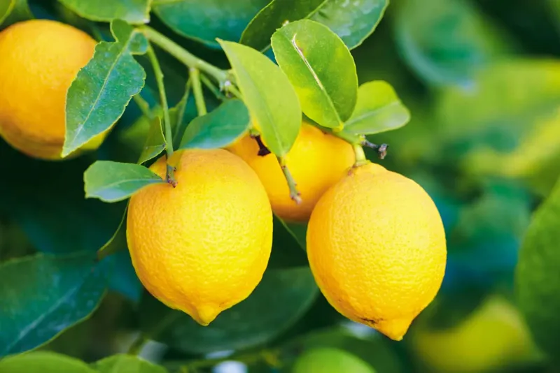 🍋 Citronens effekter på kroppen
