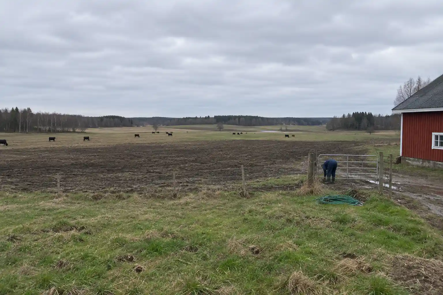 Vidsträckt gårdslandskap med betande kor, en röd lada och en person vid en grind, en stund av nedvarvning på landet.